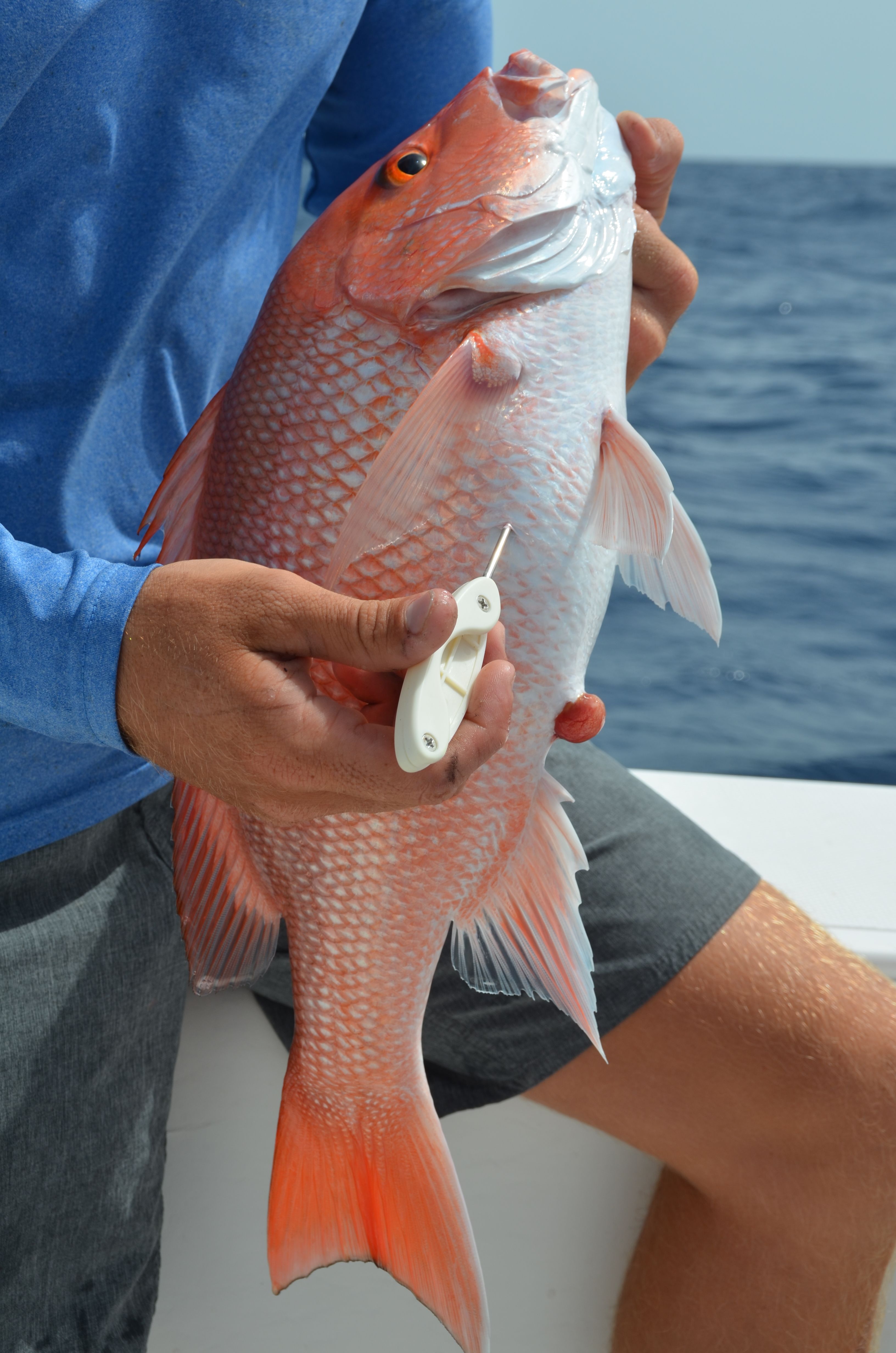 What is Barotrauma and What Can Anglers do About it When Releasing Fish?